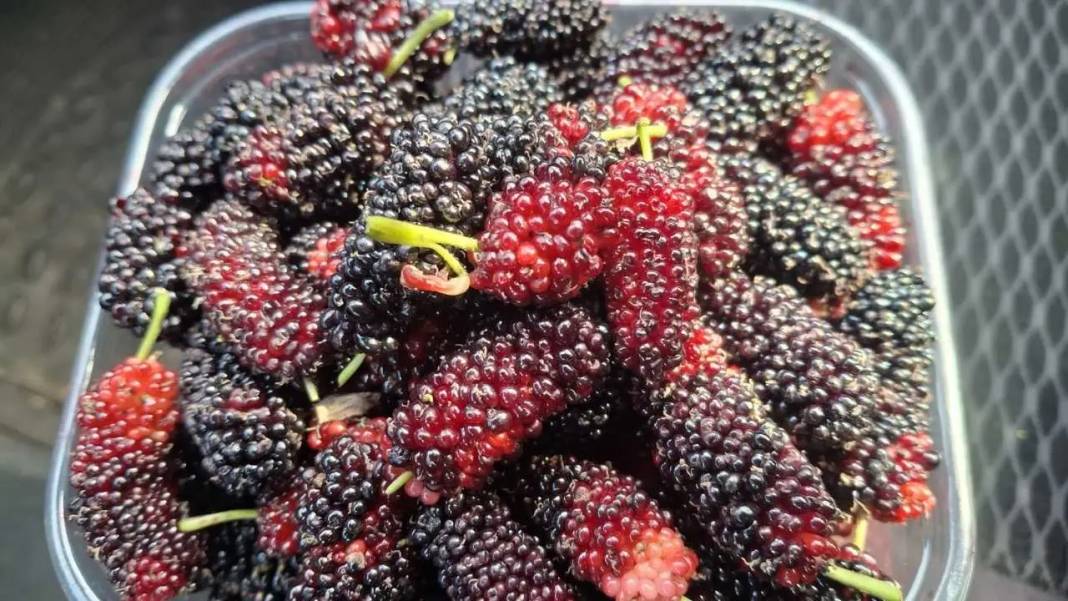 Mersin’de Daha Dalındayken Alıcı Bulan Karadut Hasadı Başladı! 1